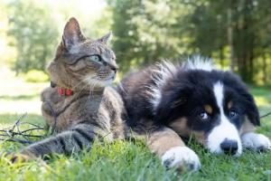 Pet Travel Advisors Announces National Pet Relocation Services Across Canada 10 Cat and Dog are ready to travel