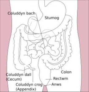 colon diagram