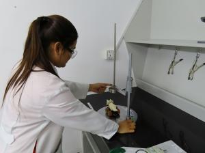 lab