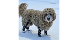 dog leggings for snow.