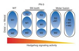 hedgehog signaling shapes tooth