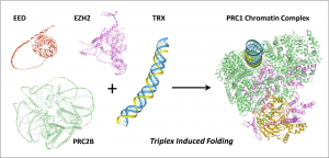 Flipons; Triplex; P53; NFKB; AGO; PIWI; Retroelement
