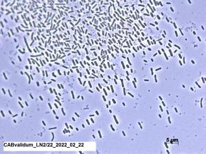Microscopic image of Chloracidobacterium validum DSM 113832T