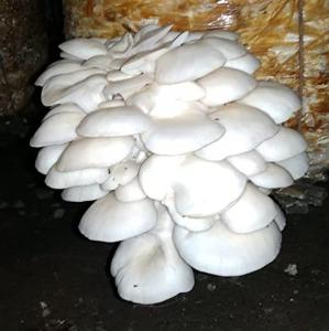 Cluster of oyster mushrooms growing from a cultivated substrate in an indoor mushroom cultivation setup.