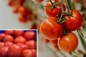 Tomatoes on the plant and harvested fruit illustrating a specialty crop evaluated in NutriHarvest® field studies.
