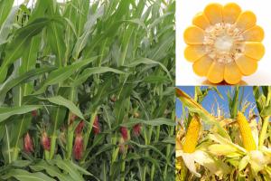 Corn crop and harvested ears illustrating a commodity crop evaluated in NutriHarvest® field studies.