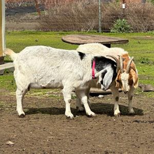 Boer goats at a sanctuary.