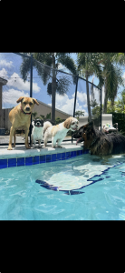 Multiple dogs enjoying pool time at Four Paws Inn cage-free pet boarding in Miramar FL.