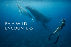 Ethics Over Ego: Baja Wild Encounters Addresses the Future of Ethical Orca Tourism in Mexico 10 Baja Wild Encounters