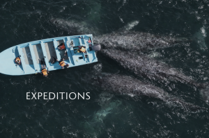 Ethics Over Ego: Baja Wild Encounters Addresses the Future of Ethical Orca Tourism in Mexico 11 Expeditions
