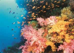 A brightly colored coral reef in a scene from Coral Reef Adventure.
