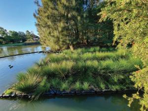 Image of floating treatment wetland modules with mature vegetation.
