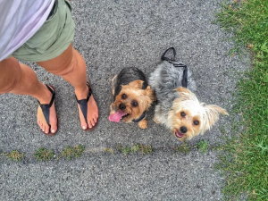 Off Leash k9 Training Albany Dog NY