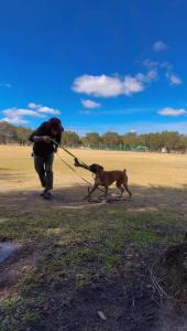 Fort Myers, Florida Dog Training