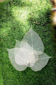 White skeleton leaves with visible natural vein patterns arranged on green grass, suitable for art, craft, resin art, and decorative applications.