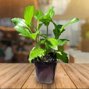 Yellow bhringraj live plant growing in a nursery pot with healthy green foliage, suitable for home gardening and plant cultivation.