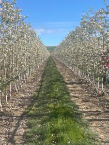 Arctic apple trees in Othello, WA that are in bloom