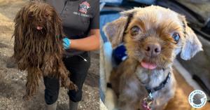 Small brown dog that shows marvelous transformation from matted and unhealthy, to happy and clean.