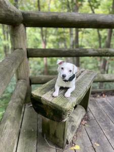 Best Dog Training Blacksburg, VA