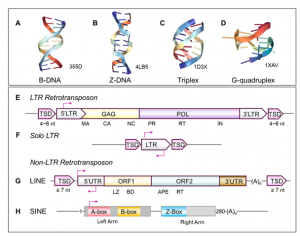 flipons; Z-DNA; G-quadruplexes; triplexes; retroelements; miRNA; circRNA; tRNA; Alu ; SINE; ADAR; ZBP1; RNA Polymerase; Antisense; AGO
