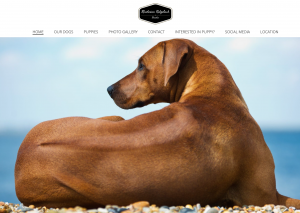best Rhodesian Ridgeback breeder puppies for sale in texas current litter