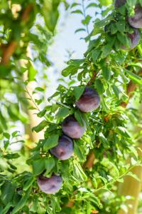 Plums growing on a tree in an Australian orchard