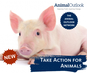 Take action for animals at animaloutlooknetwork.com