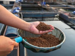 Aquaculture Feed Extrusion Market