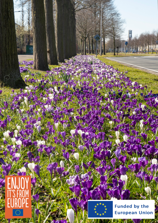 Flowerbulb.eu Releases Guide to Extending Your Gardening Season with Crocus Lawns 19 Image of Crocus in Lawn