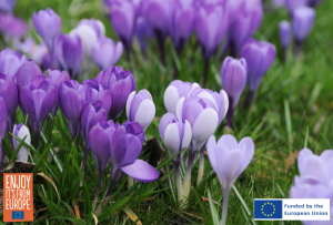 Flowerbulb.eu Releases Guide to Extending Your Gardening Season with Crocus Lawns 20 Image of Crocus vernus Remembrance