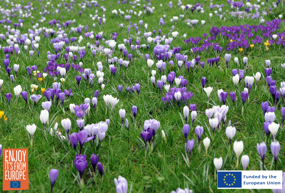 Flowerbulb.eu Releases Guide to Extending Your Gardening Season with Crocus Lawns 21 Image of Crocus vernus mix in lawn