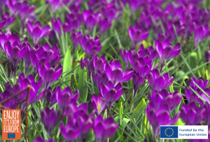 Flowerbulb.eu Releases Guide to Extending Your Gardening Season with Crocus Lawns 22 Image of Crocus tommasinianus Ruby Giant