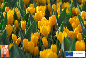 Flowerbulb.eu Releases Guide to Extending Your Gardening Season with Crocus Lawns 23 Image of Crocus flavus Golden Yellow