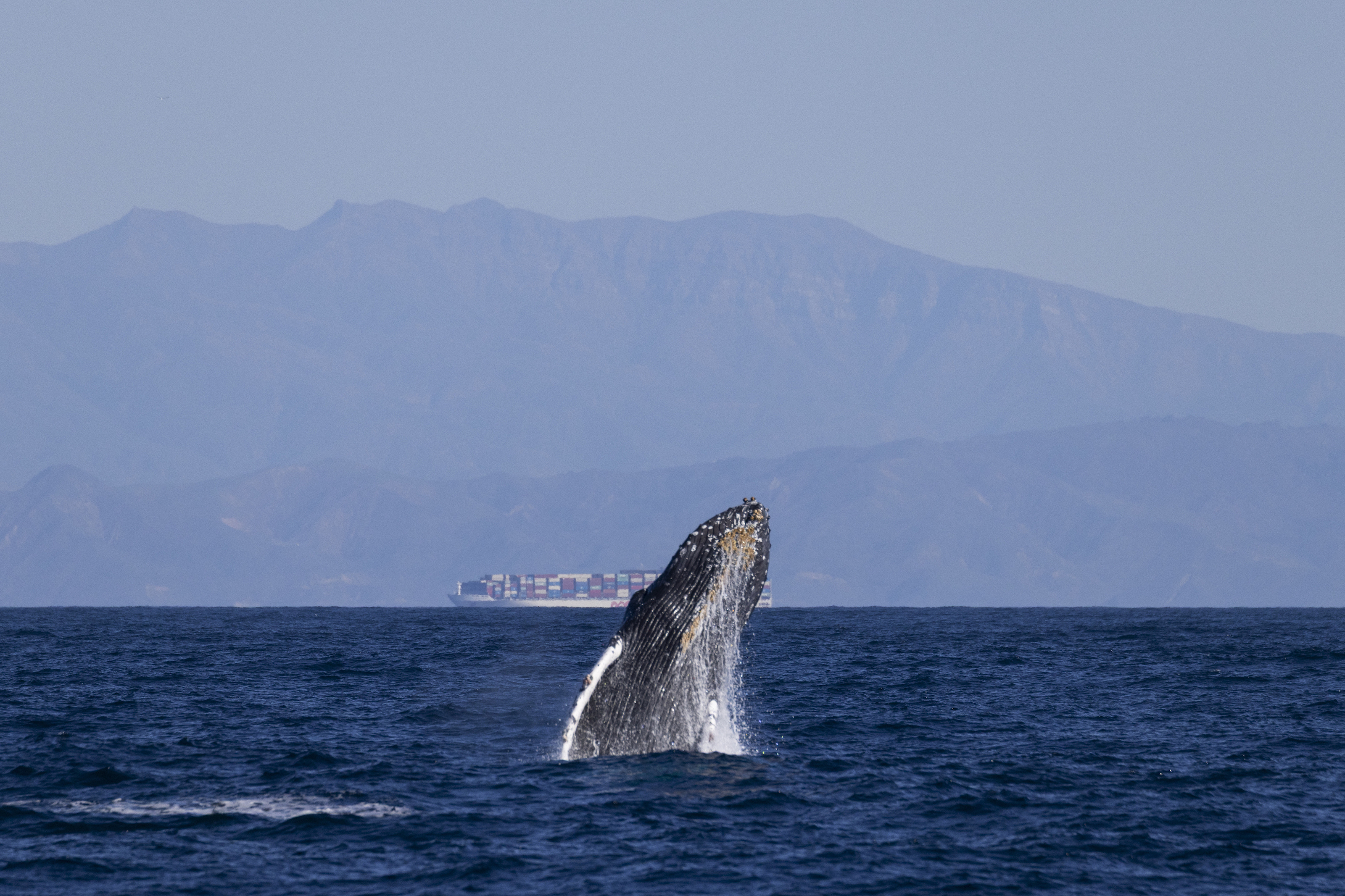 A humpback whale breaches in front of a ship