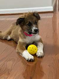 Puppy waiting to play with forever family.