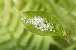 Polylactic Acid Market, By Key Market Players